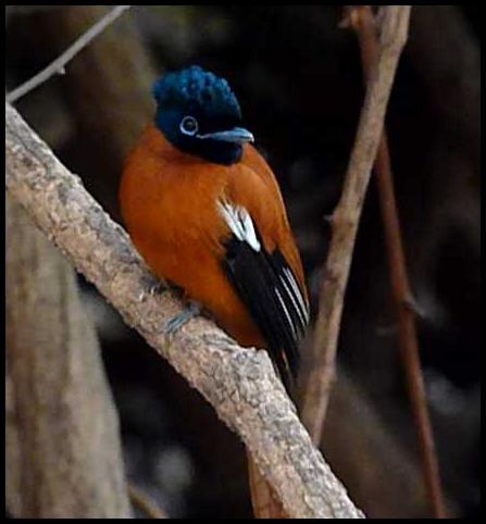 gam-red-bellied-paradise-flycatcher