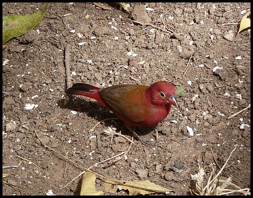 gam-red-billed-firefinch