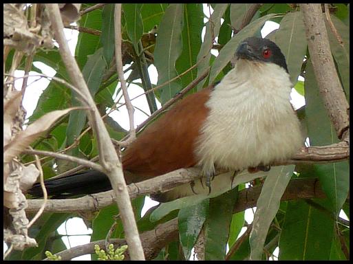 gam-senegal-coucal