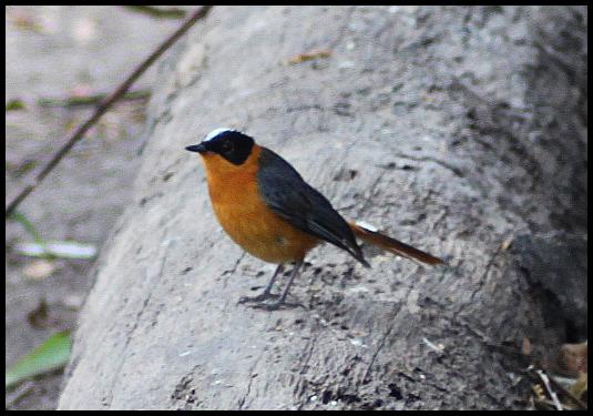 gam-snowy-crowned-robin-chat