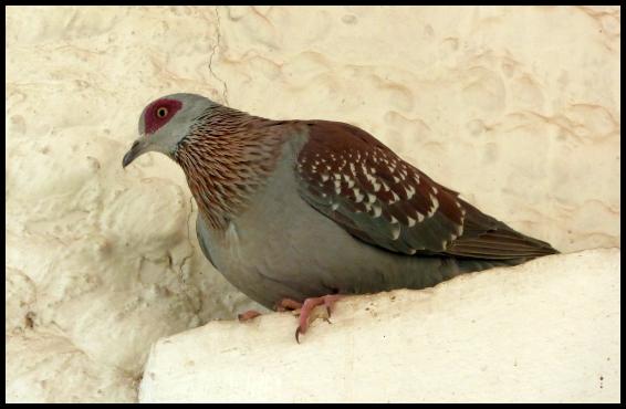 gam-speckled-pigeon