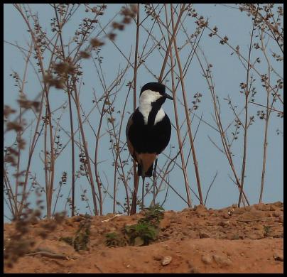 gam-spur-winged-plover