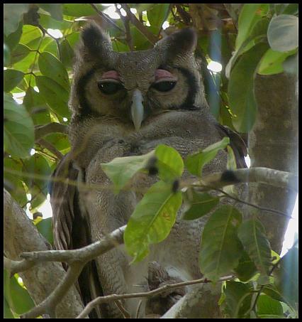 gam-verreauxs-eagle-owl