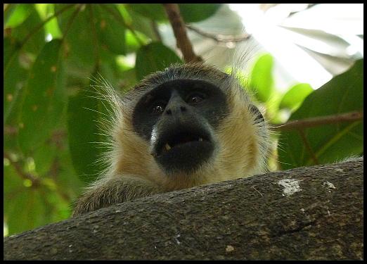 gam-vervet-monkey