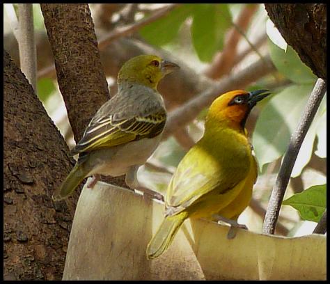 gam-village-black-necked-weaver