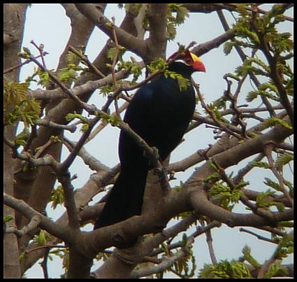 gam-violet-turaco