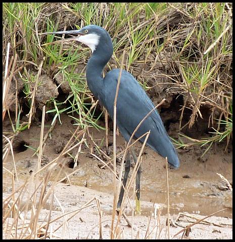 gam-western-reef-heron