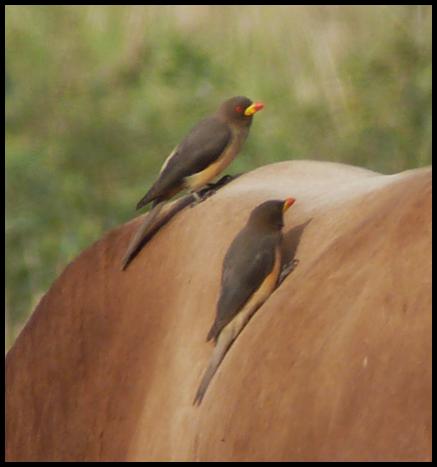 gam-yellow-billed-oxpeckers