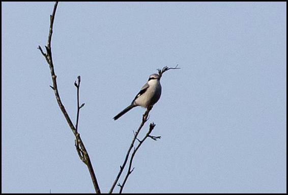 great-grey-shrike-1-1811116