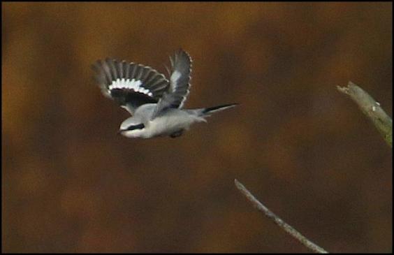 great-grey-shrike-191116