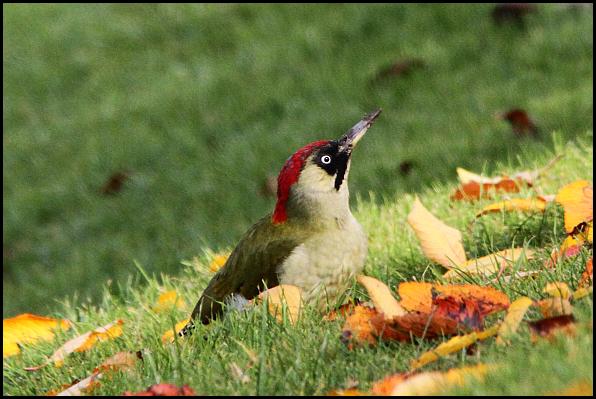 green-woodpecker-031116