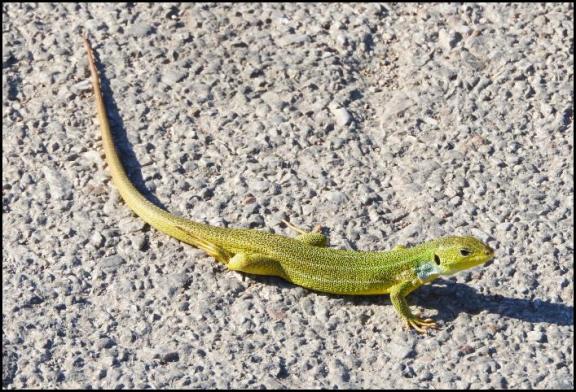 lv-balkan-green-lizard