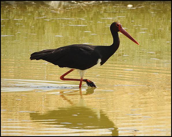 lv-black-stork