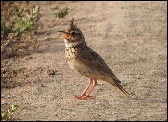 lv-crested-lark
