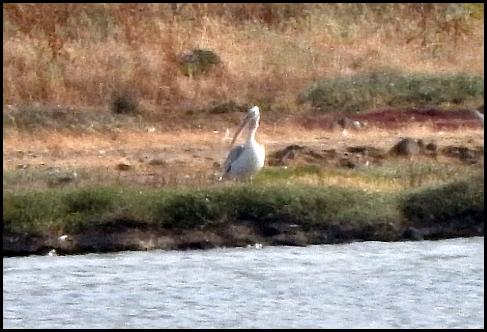 lv-dalmatian-pelican