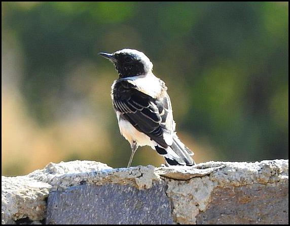 lv-e-be-wheatear