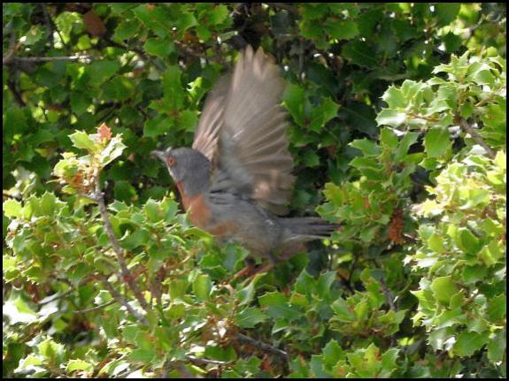 lv-e-subalpine-warbler