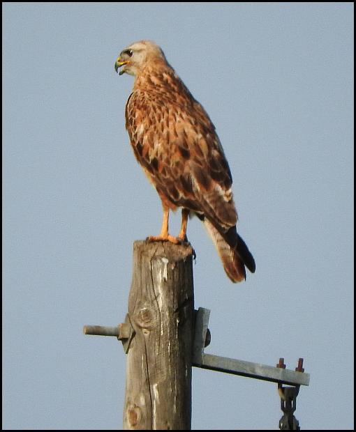 lv-long-legged-buzzard