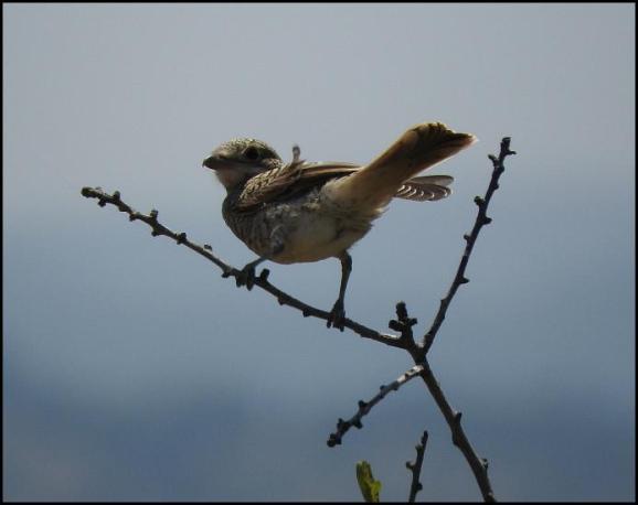 lv-masked-shrike
