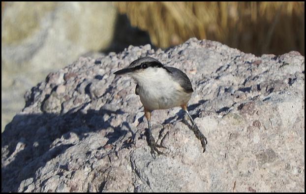 lv-rock-nuthatch