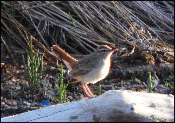 lv-rufous-tailed-scrub-robin