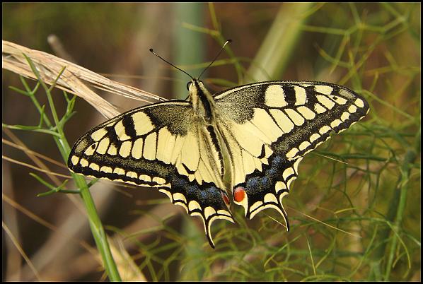 lv-swallowtail