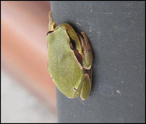 lv-tree-frog