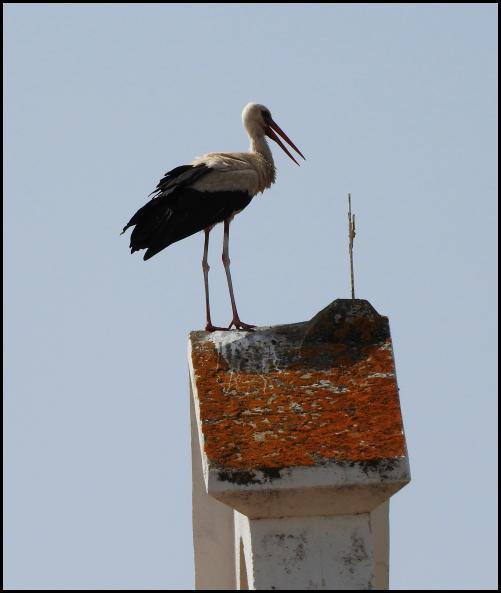 lv-white-stork