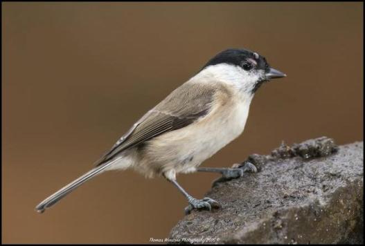 marsh-tit-141116