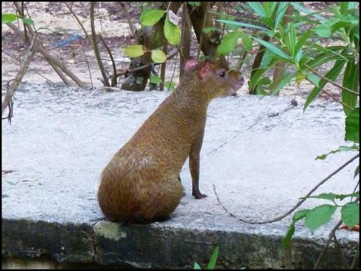 mx-agouti
