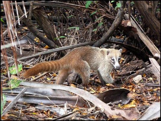 mx-coati