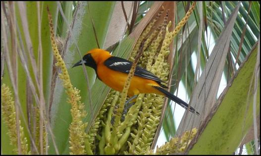 mx-hooded-oriole