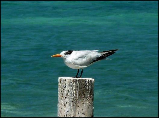 mx-royal-tern
