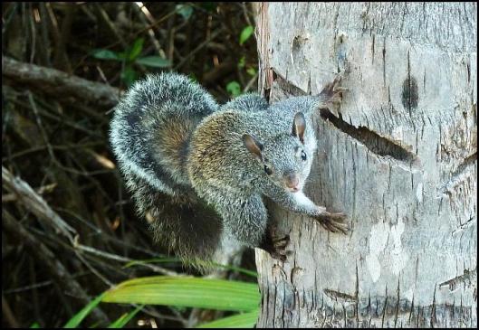 mx-yucatan-squirrel
