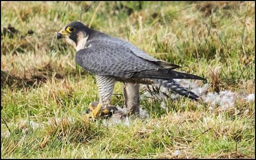 peregrine-121116