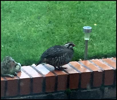 red-legged-partridge-211116