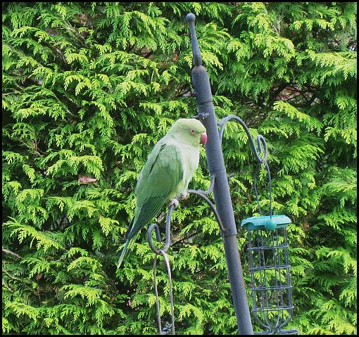ring-necked-parakeet-041116