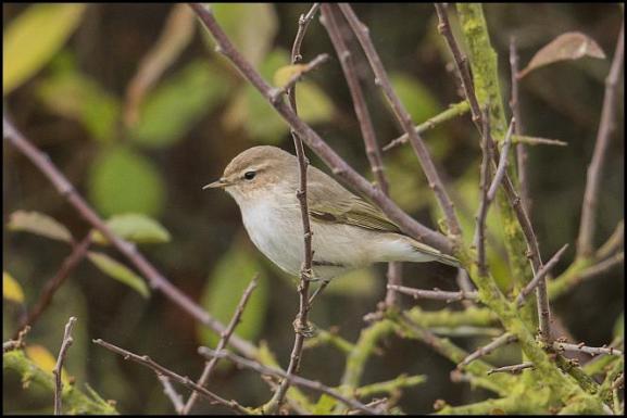 siberian-chiffchaff-121116