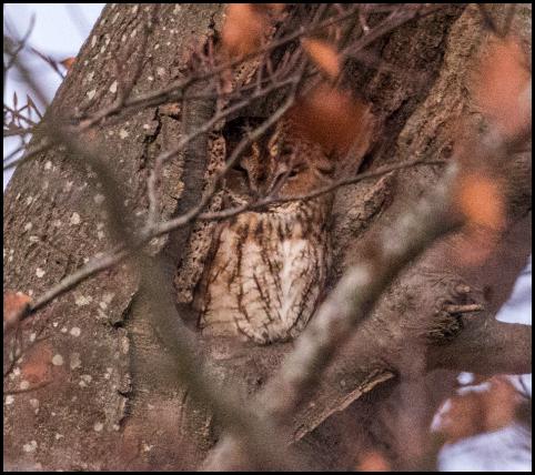 tawny-owl-301116