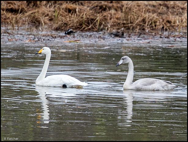 whooper-swans-221116