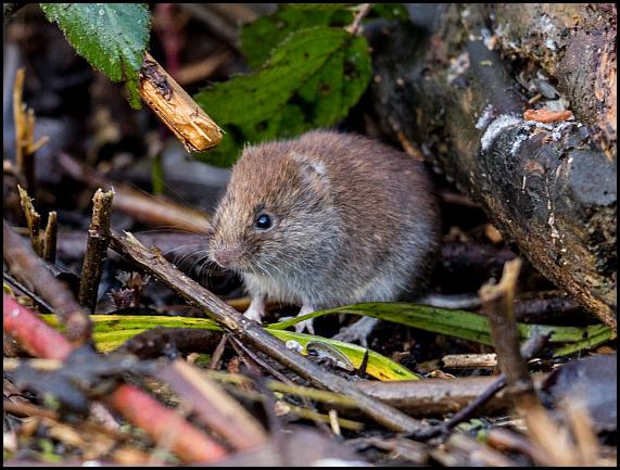 bank-vole-141216
