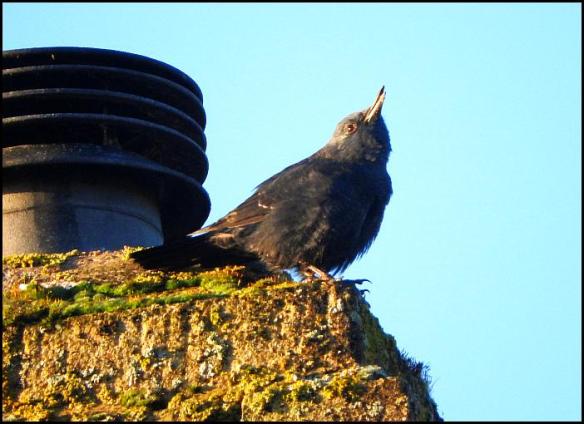 blue-rock-thrush-1-281216