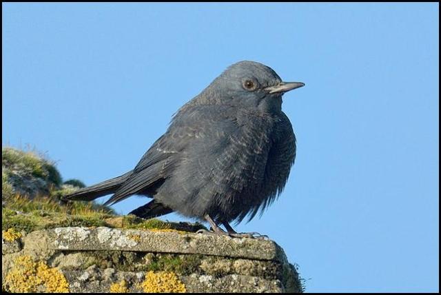 blue-rock-thrush-1-291216