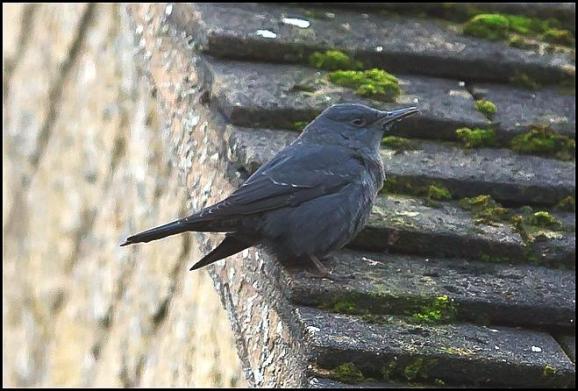 blue-rock-thrush-2-271216