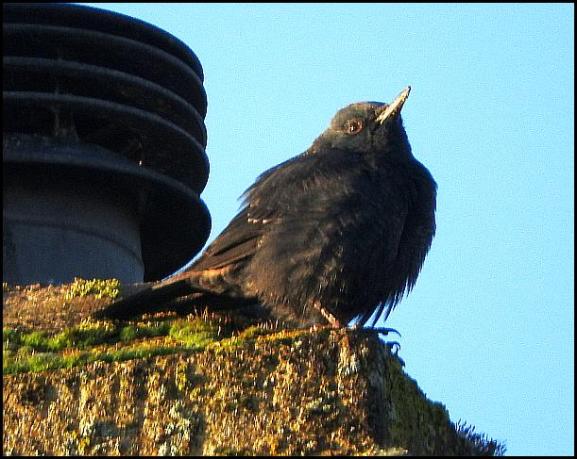 blue-rock-thrush-2-281216