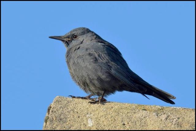 blue-rock-thrush-2-291216