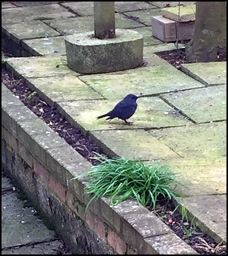 blue-rock-thrush-271216