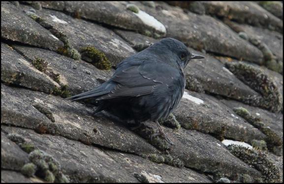 blue-rock-thrush-3-271216