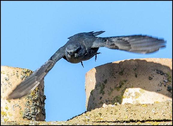blue-rock-thrush-3-281216