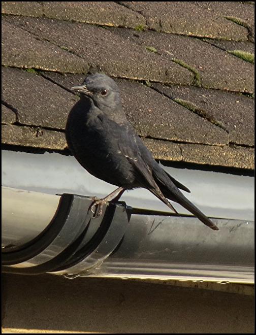 blue-rock-thrush-3-291216